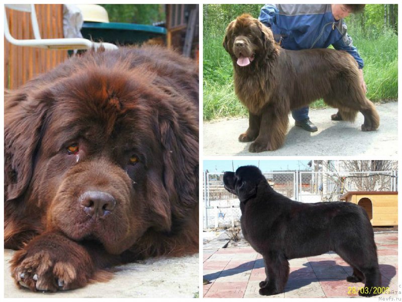 Фото: ньюфаундленд Akvatoriya Kelvin Spirit ze Nekst (Акватория Келвин Спирит зе Некст)