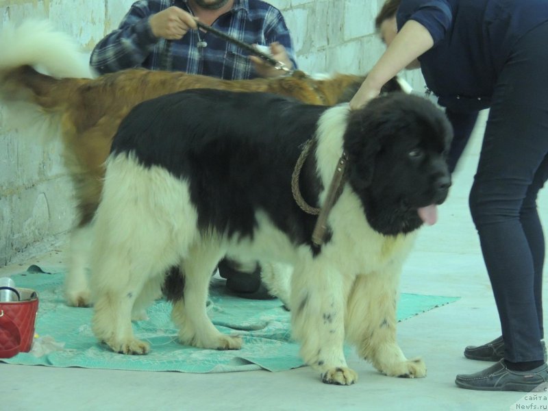 Фотография № 192277