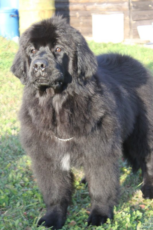 Фото: Natal'ya Smazchikova (Наталья Смазчикова)