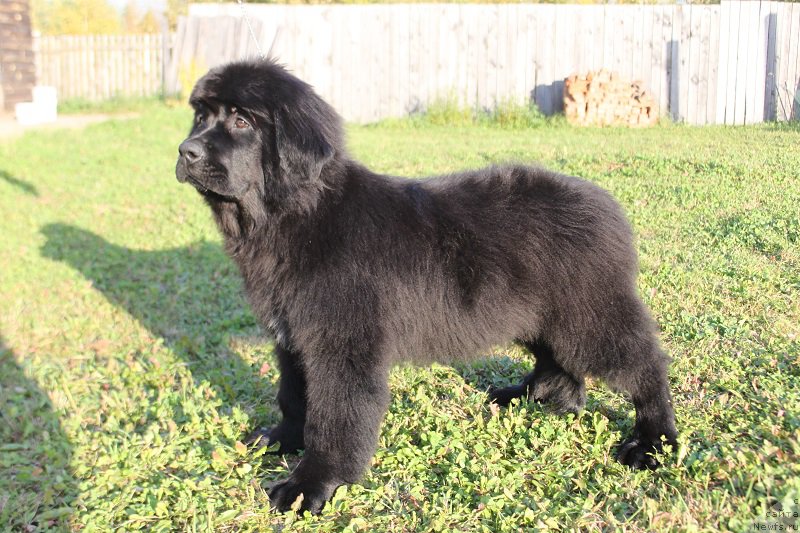 Фото: Natal'ya Smazchikova (Наталья Смазчикова)