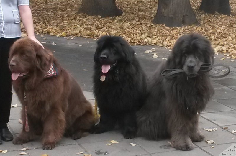 Фотография № 192285