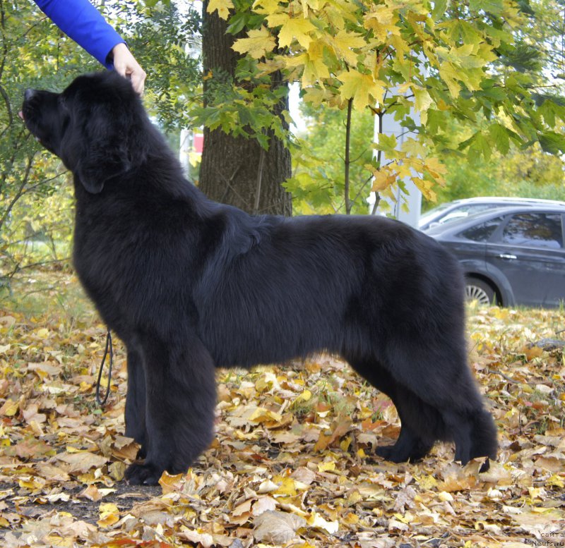 Фото: ньюфаундленд Love Inside Your Soul Moon Bear (Love Inside Your Soul Moon Bear)