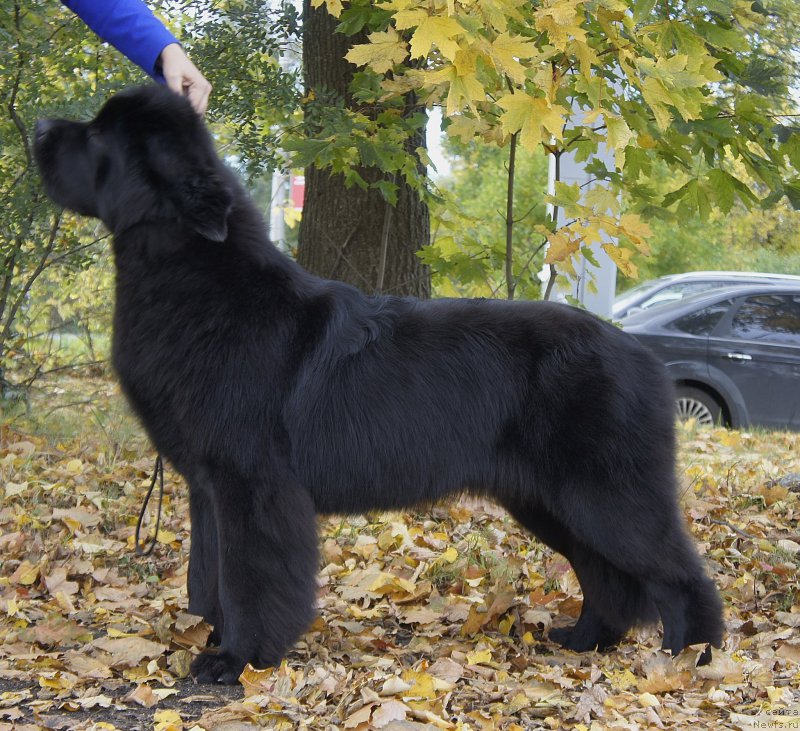 Фотография № 192290