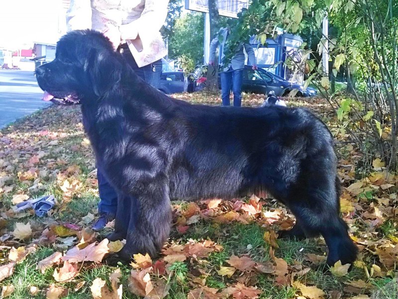 Фото: ньюфаундленд Beguschaya po Volnam Fifth Element (Бегущая по Волнам Фифтх Елемент)