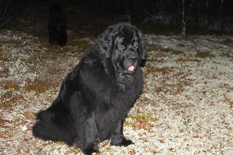 Фото: ньюфаундленд Gloriya Grand Blek (Глория Гранд Блек)