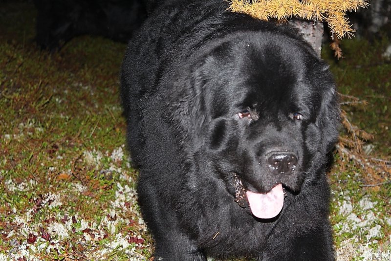 Фото: ньюфаундленд Allegians Brayt Prospekt (Аллегианс Брайт Проспект)