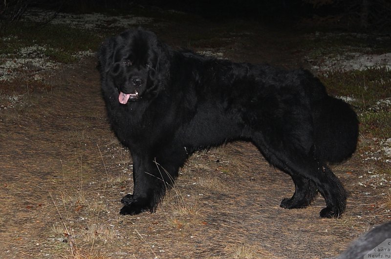 Фото: ньюфаундленд Allegians Brayt Prospekt (Аллегианс Брайт Проспект)