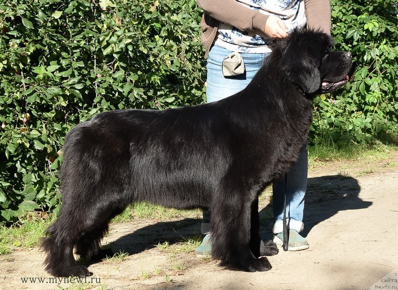 Фото: ньюфаундленд Sent Djons Bekoz Ay Love YU (Сент Джонс Бекоз Ай Лове Ю)