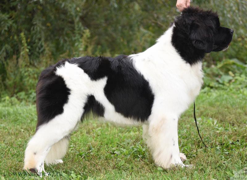 Фотография № 192305