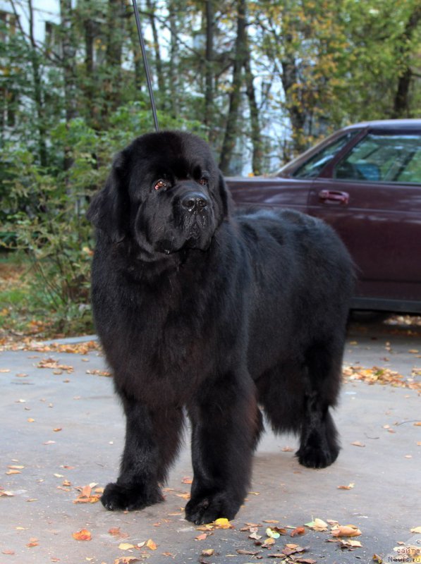 Фотография № 192308