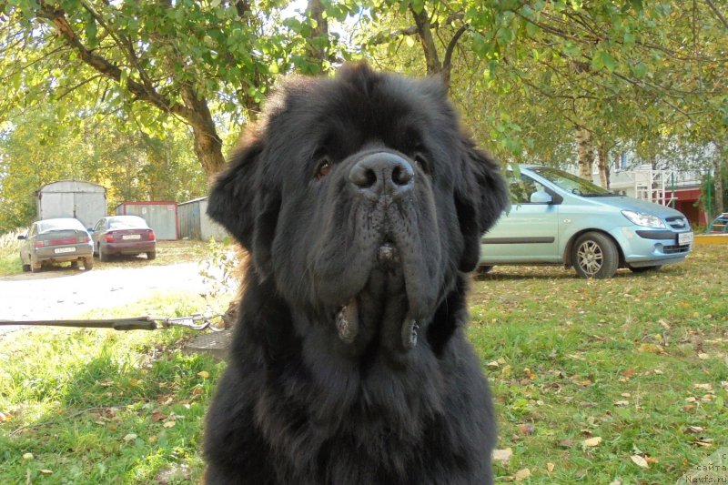 Фото: ньюфаундленд Chernaya Mafia Short and Sweet (Черная Мафия Шорт анд Свеет)