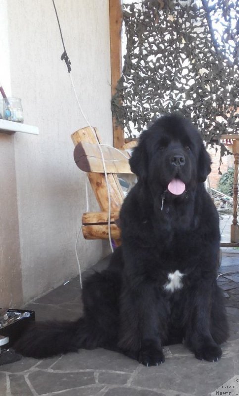 Фото: ньюфаундленд Beguschaya po Volnam Regatta Katti Sark (Бегущая по Волнам Регатта Катти Сарк)