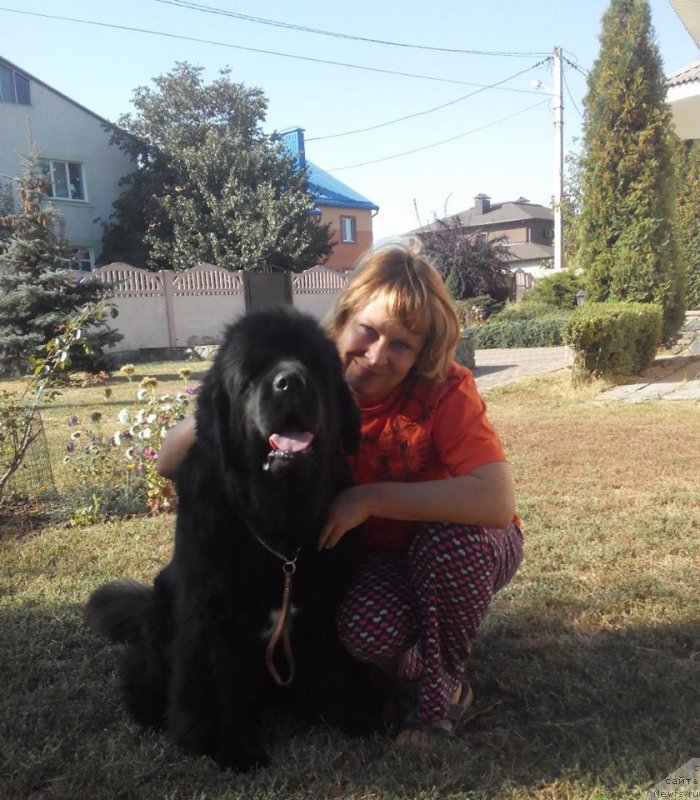 Фото: ньюфаундленд Beguschaya po Volnam Regatta Katti Sark (Бегущая по Волнам Регатта Катти Сарк), Natal'ya Fedosova (Наталья Федосова)