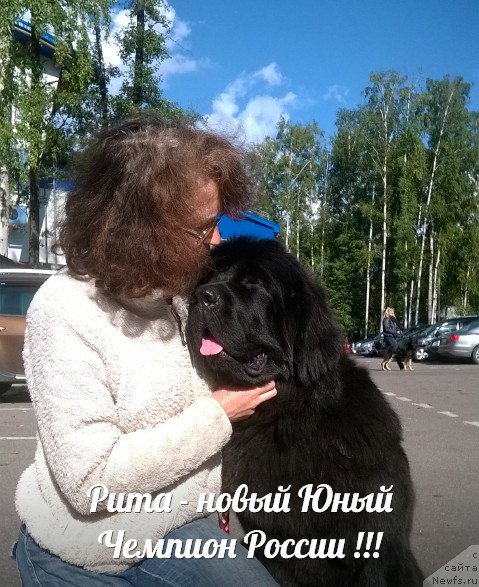 Фото: ньюфаундленд Beguschaya po Volnam Chess Queen in Black (Бегущая по Волнам Чесс Квин Ин Блэк)