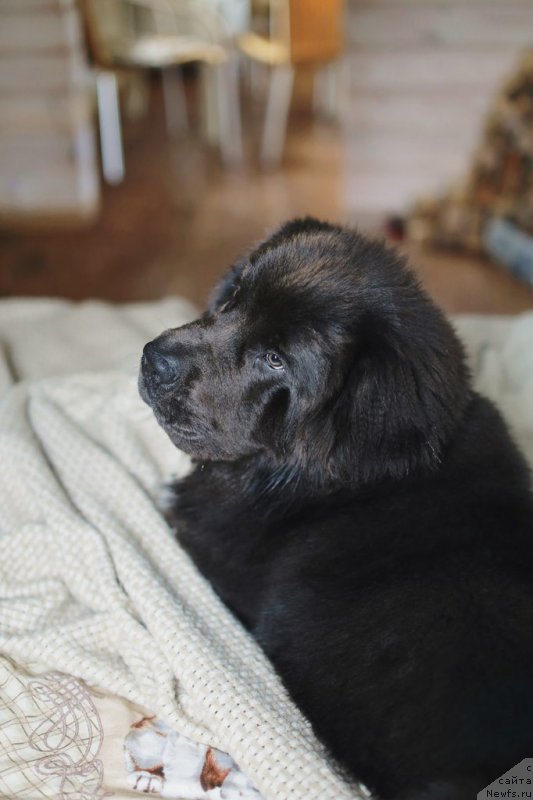 Фото: ньюфаундленд Beguschaya po Volnam Antidot (Бегущая по Волнам Антидот)