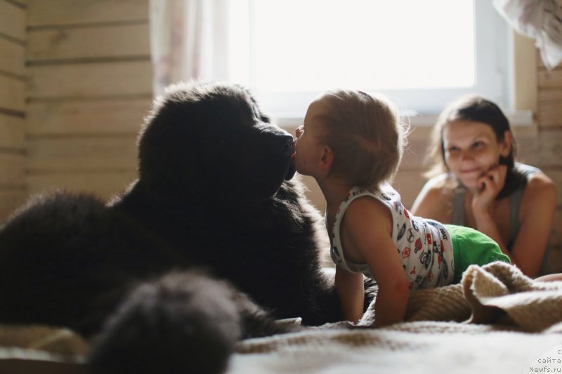 Фото: ньюфаундленд Beguschaya po Volnam Antidot (Бегущая по Волнам Антидот)