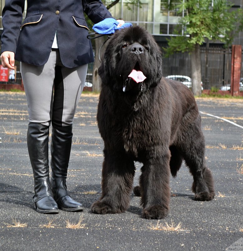 Фото: ньюфаундленд Beguschaya po Volnam Fire Play (Бегущая по Волнам Фаир Плау)