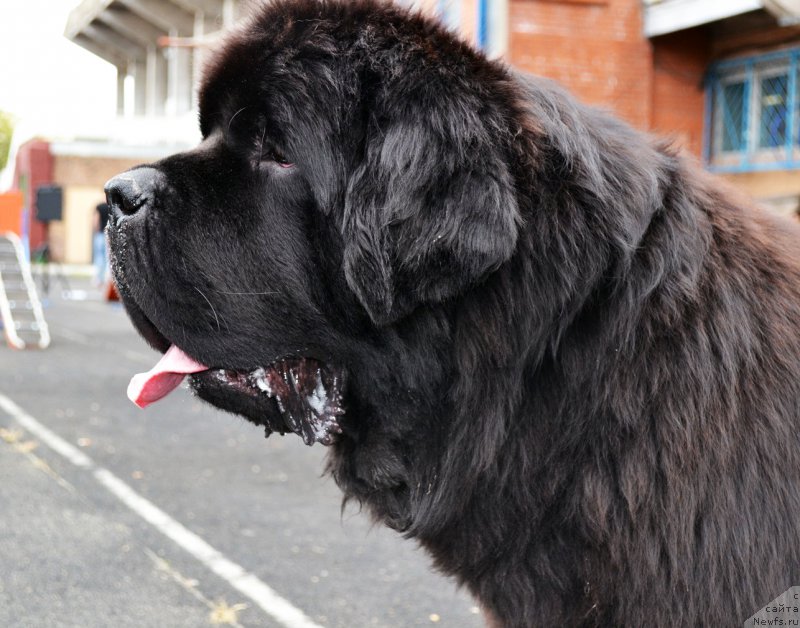Фото: ньюфаундленд Beguschaya po Volnam Fire Play (Бегущая по Волнам Фаир Плау)