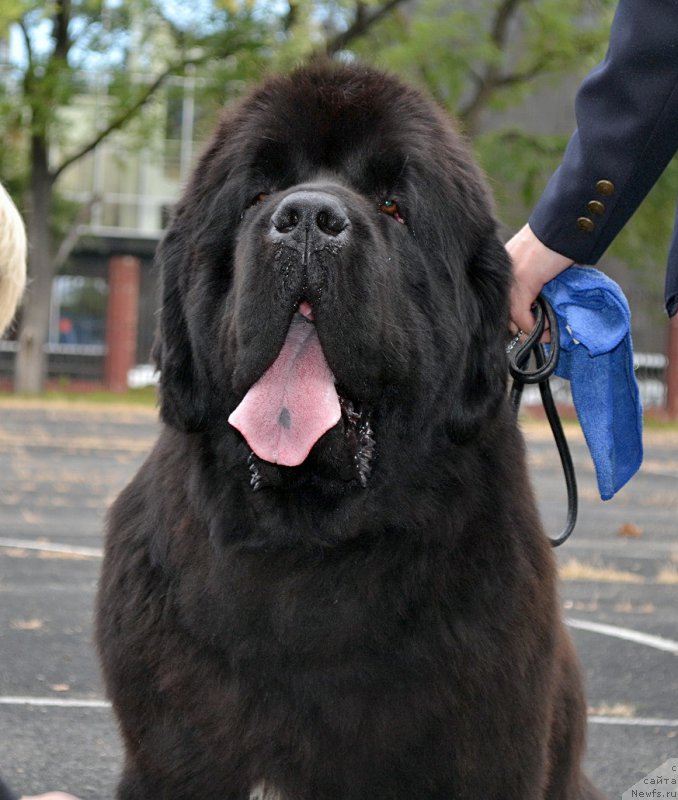 Фото: ньюфаундленд Beguschaya po Volnam Fire Play (Бегущая по Волнам Фаир Плау)
