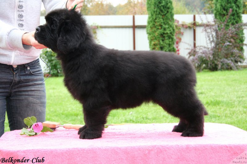 Фотография № 192331