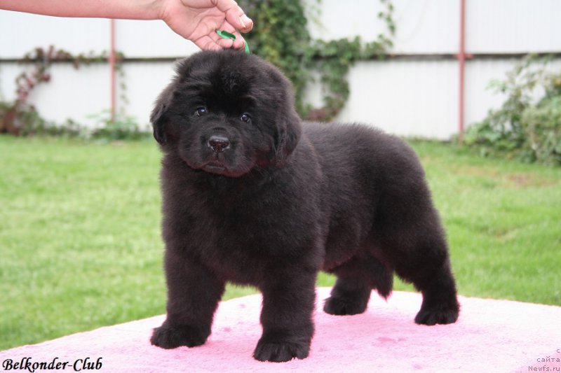 Фотография № 192338