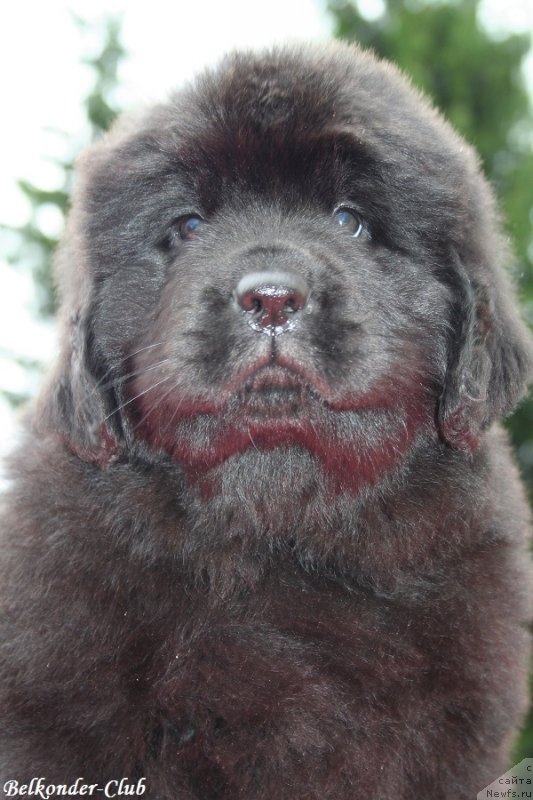 Фотография № 192349