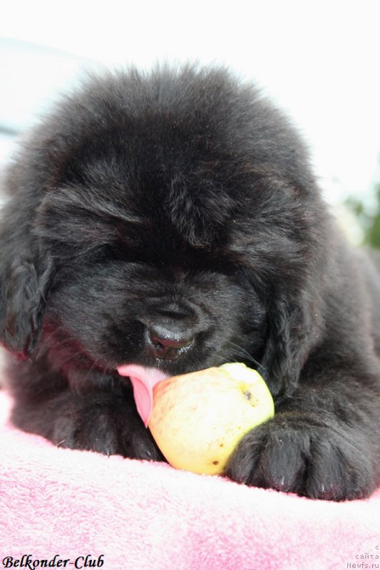 Фотография № 192353