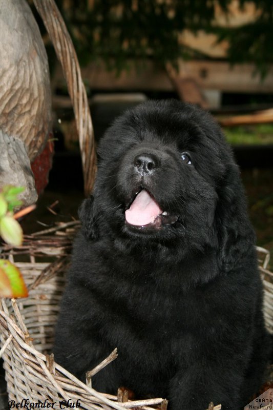 Фотография № 192355