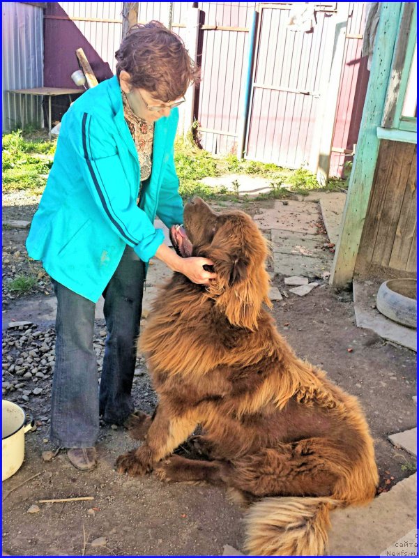 Фото: ньюфаундленд Brownblood MSK Hakim Gold Haydar (Браунблад МСК Хаким Голд Хайдар), Aliya Isaeva (Алия Исаева)
