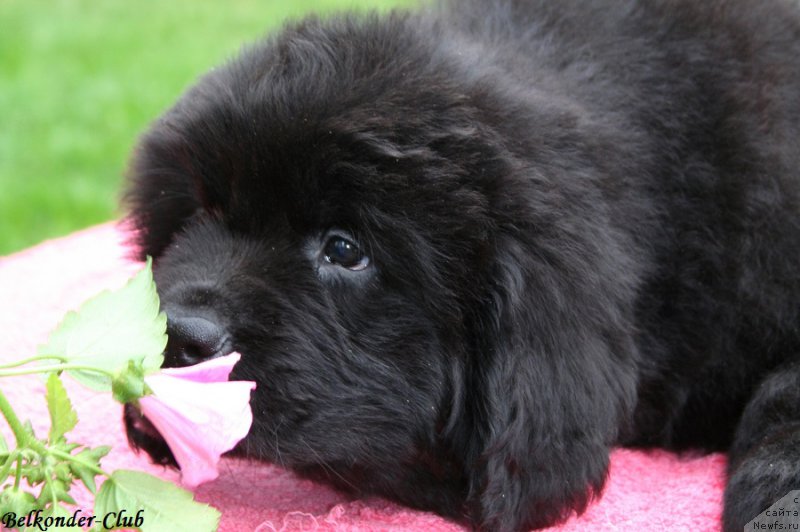 Фотография № 192372