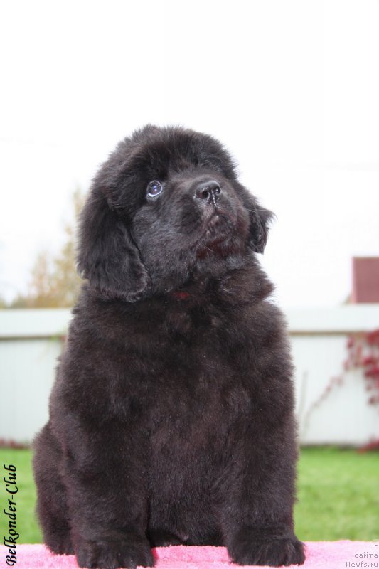 Фотография № 192375