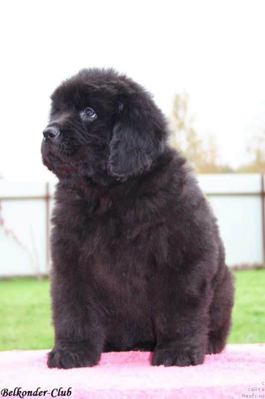 Фотография № 192376