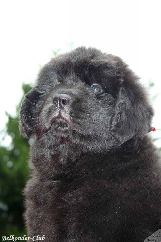 Фотография № 192378