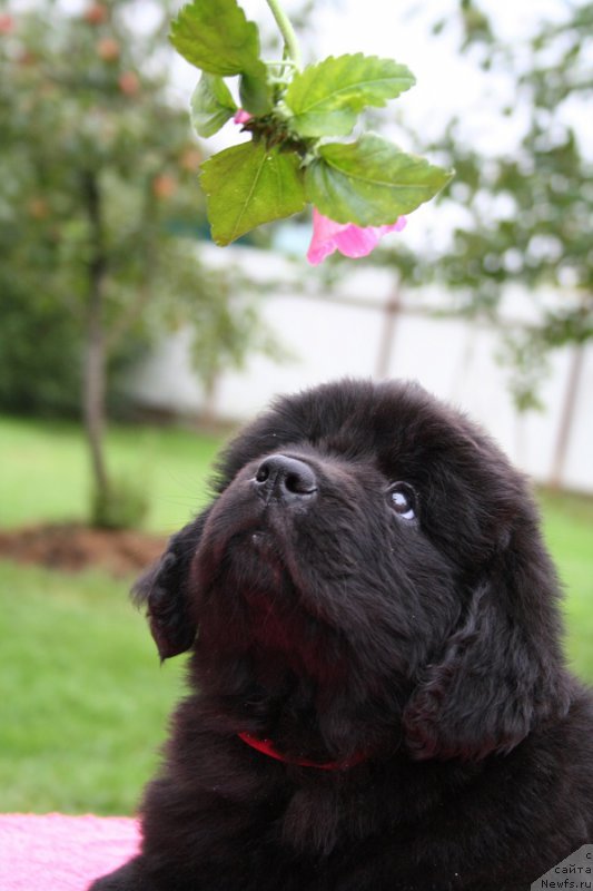 Фото: ньюфаундленд Belkonder-Club Barbera La Madonna (Белкондер-Клаб Барбера Ла Мадонна)