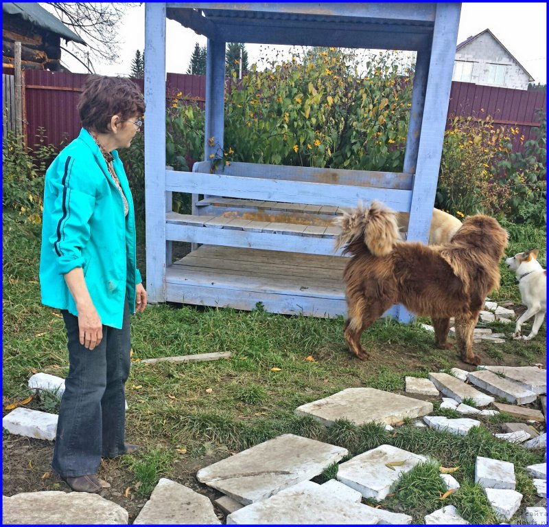 Фото: Aliya Isaeva (Алия Исаева), ньюфаундленд Brownblood MSK Hakim Gold Haydar (Браунблад МСК Хаким Голд Хайдар), Lena Zyirina (Лена Зырина), ФРАНКО