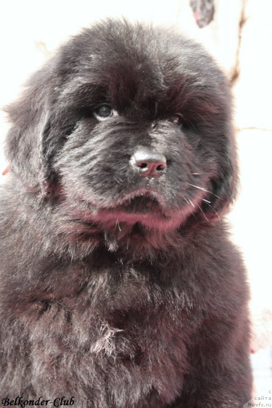 Фотография № 192390