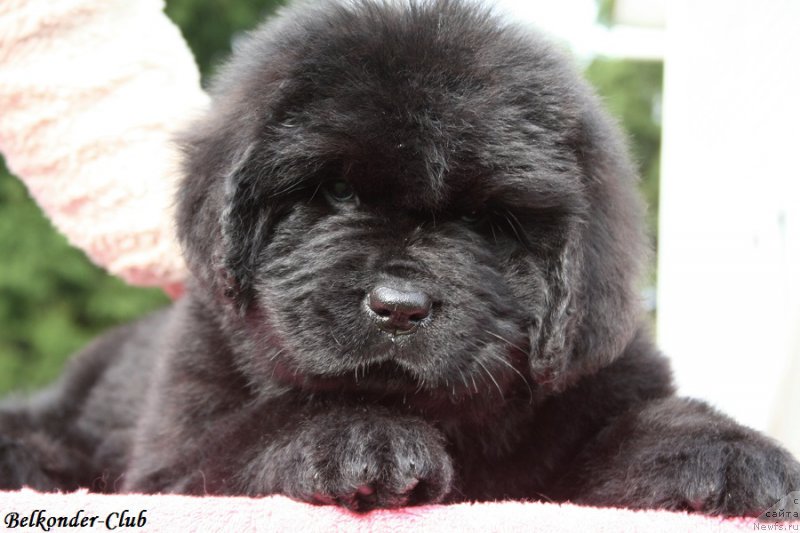 Фотография № 192392