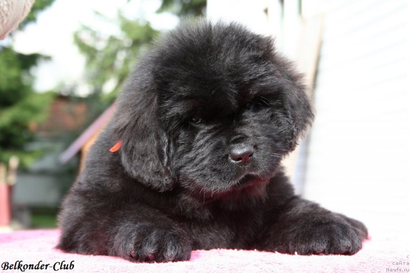 Фотография № 192393