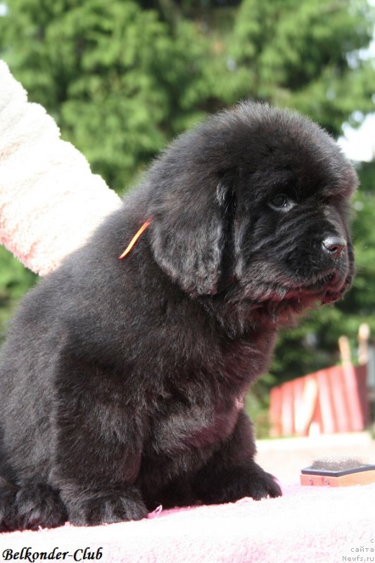 Фотография № 192395