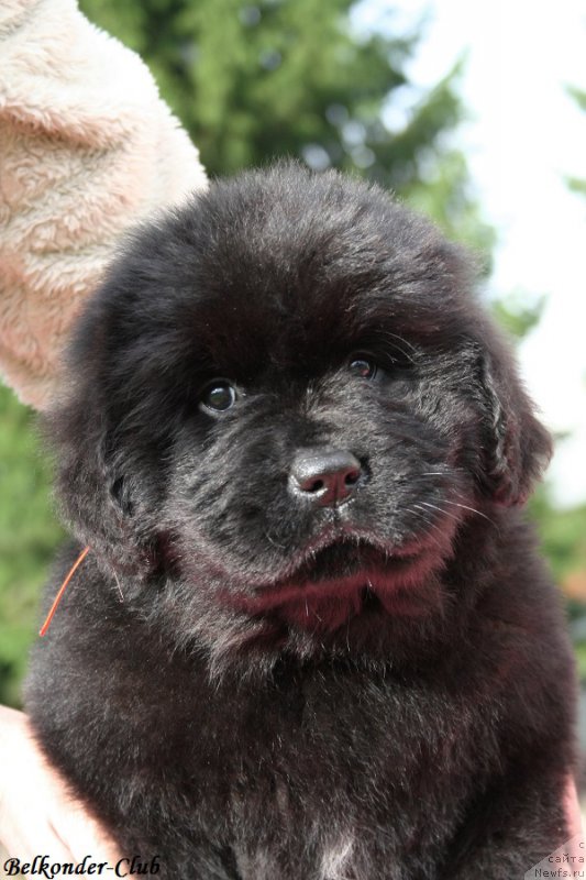 Фотография № 192396