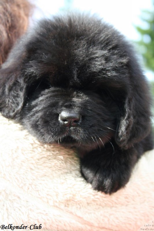 Фотография № 192398