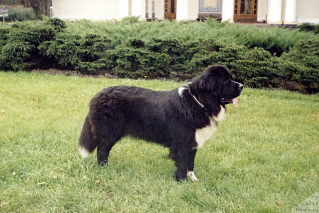 Фото: ньюфаундленд Vasilisa The Arctic Wind (Василиса зе Арктик Винд)