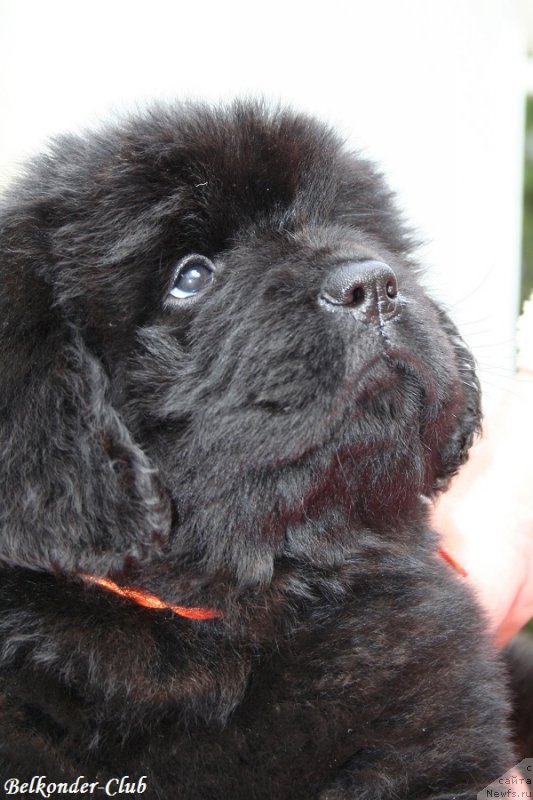 Фотография № 192401