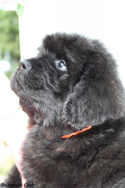 Фотография № 192402