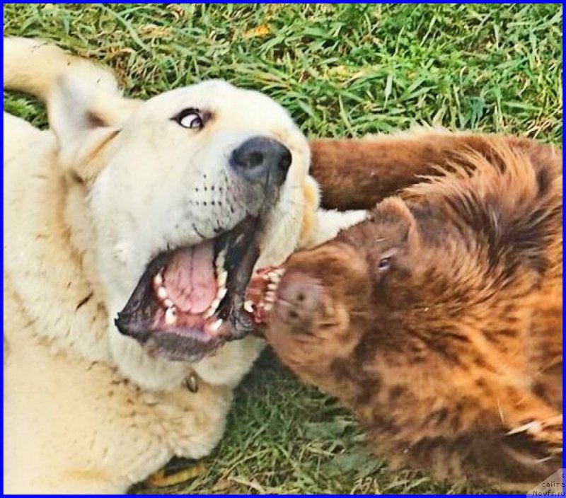 Фото: ньюфаундленд Brownblood MSK Hakim Gold Haydar (Браунблад МСК Хаким Голд Хайдар), Lena Zyirina (Лена Зырина), ФРАНКО