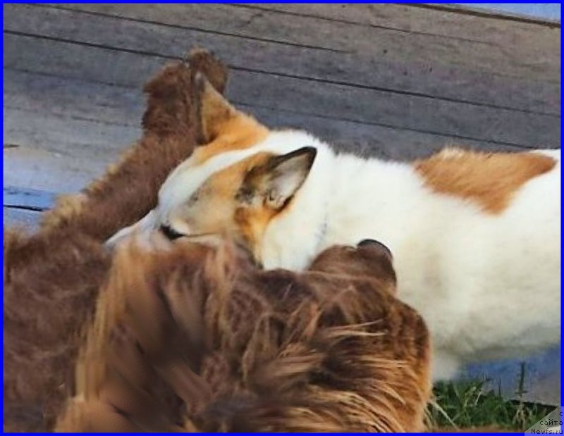 Фото: ньюфаундленд Brownblood MSK Hakim Gold Haydar (Браунблад МСК Хаким Голд Хайдар), ВВАНЕЧКА