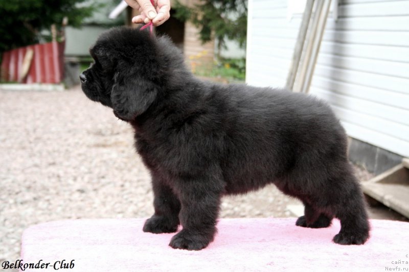 Фотография № 192409