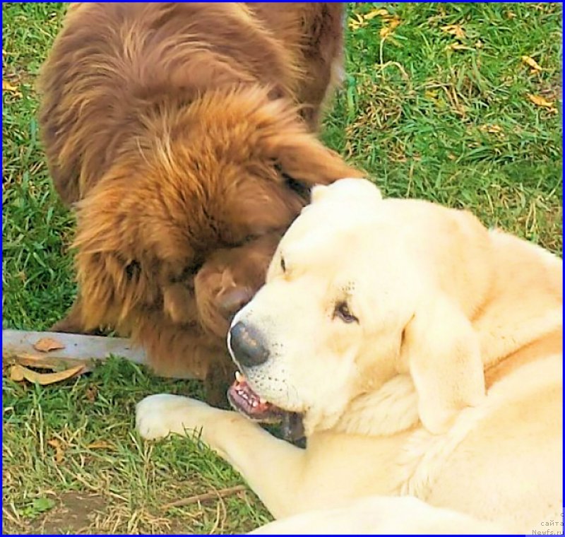 Фото: ньюфаундленд Brownblood MSK Hakim Gold Haydar (Браунблад МСК Хаким Голд Хайдар), Lena Zyirina (Лена Зырина), ФРАНКО