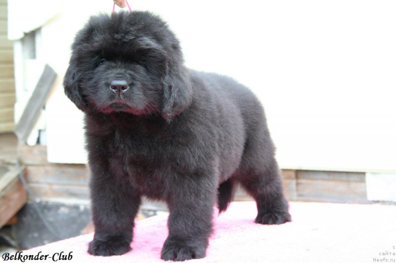 Фотография № 192413