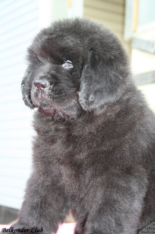 Фотография № 192414